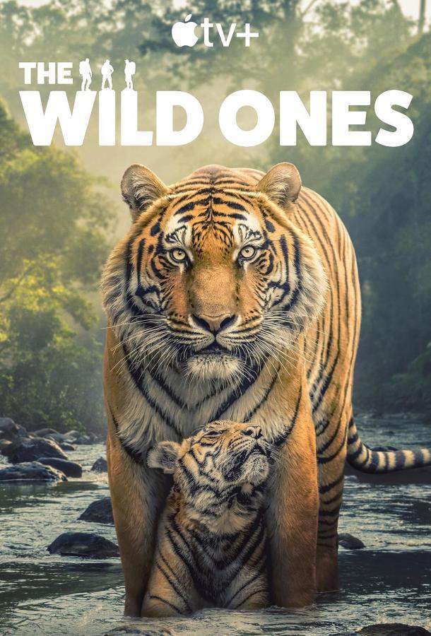 В мире дикой природы